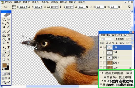 PS制作GIF动画教程：制作一幅小鸟张嘴鸣叫的GIF图片