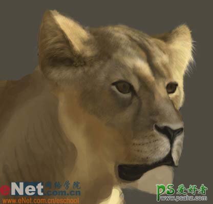 PS鼠绘教程：绘制逼真的草原上母狮子半身像素材图片