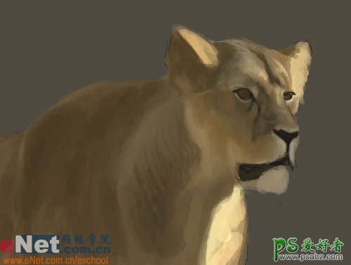 PS鼠绘教程：绘制逼真的草原上母狮子半身像素材图片