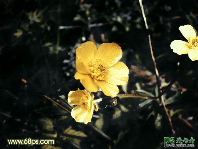 photoshop给近焦花卉图片调出清晰的对比度效果