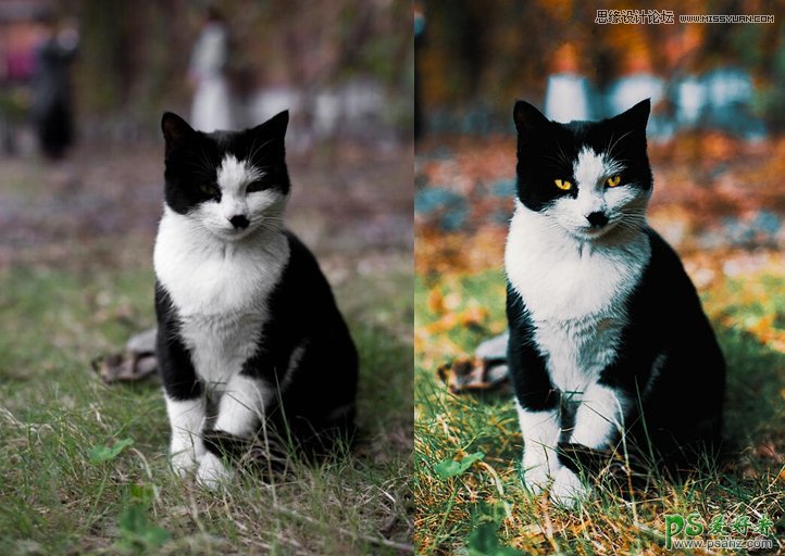 PS照片后期教程：给可爱的猫咪照片制作出色彩通透清晰的效果