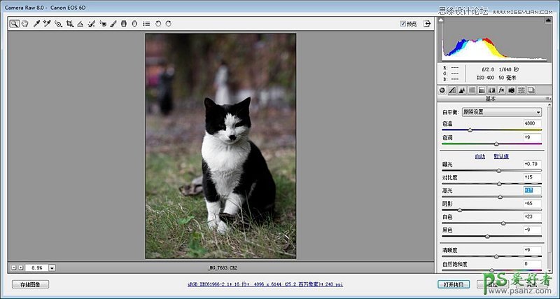 PS照片后期教程：给可爱的猫咪照片制作出色彩通透清晰的效果