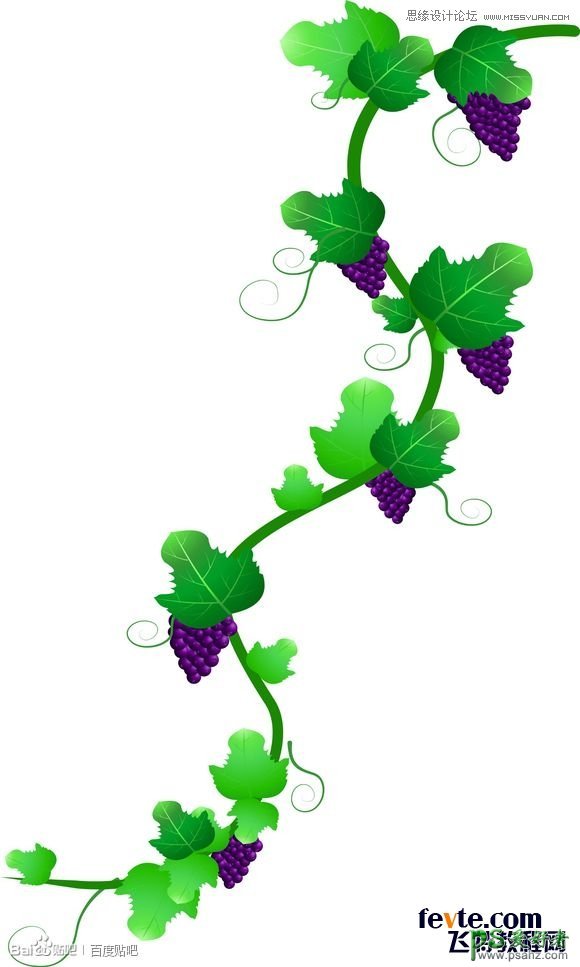 CorelDraw手绘一棵逼真的葡萄藤卡通图片，绿藤和成串紫葡萄素材