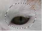 第二十一课：用ps睁开闭上的猫咪眼睛（眼部美容实例教程）