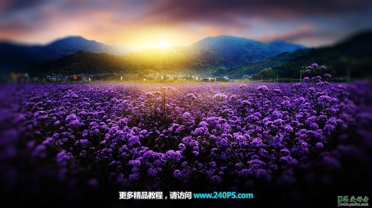 Photoshop给紫色花海田园风光照片调出唯美暖色，秀丽的日出效果