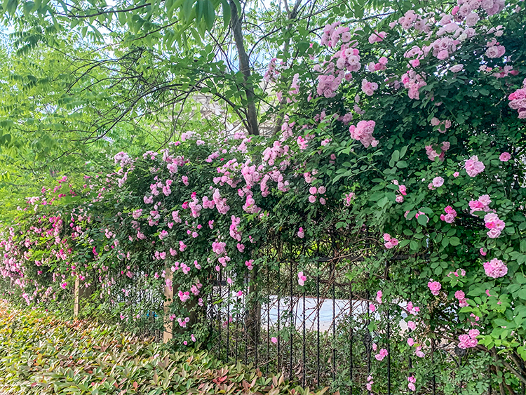 PS调色教程：给夏日里漂亮的花卉素材图调出浪漫的紫色。