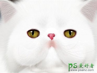 ps鼠绘教程：可爱动物头像制作，绘制憨厚可爱的小白猫头像