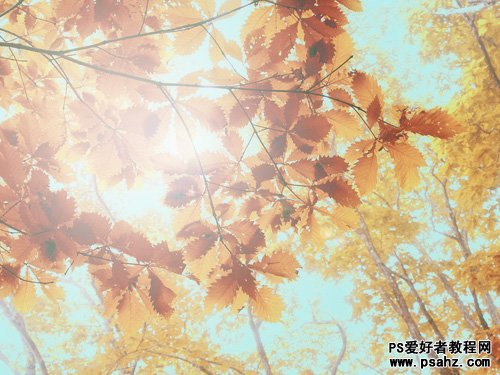 PS调色教程：把夏季的绿色树叶调出秋日暖金色调效果