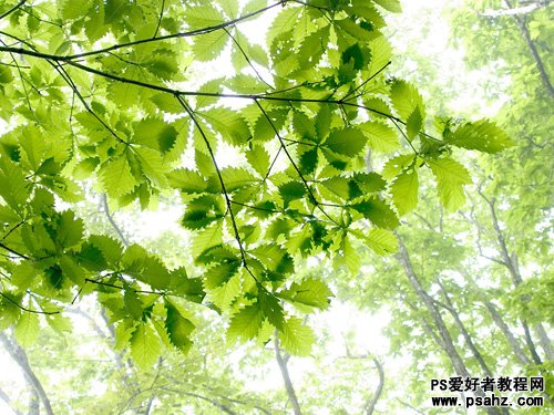 PS调色教程：把夏季的绿色树叶调出秋日暖金色调效果