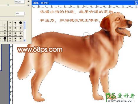 PS鼠绘教程：手绘漂亮的金毛犬，漂亮的小黄狗