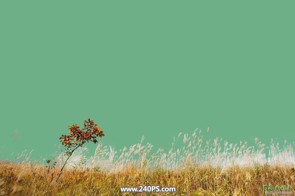 利用Photoshop通道工具给野外秋季芦苇草场风光照片进行抠图。