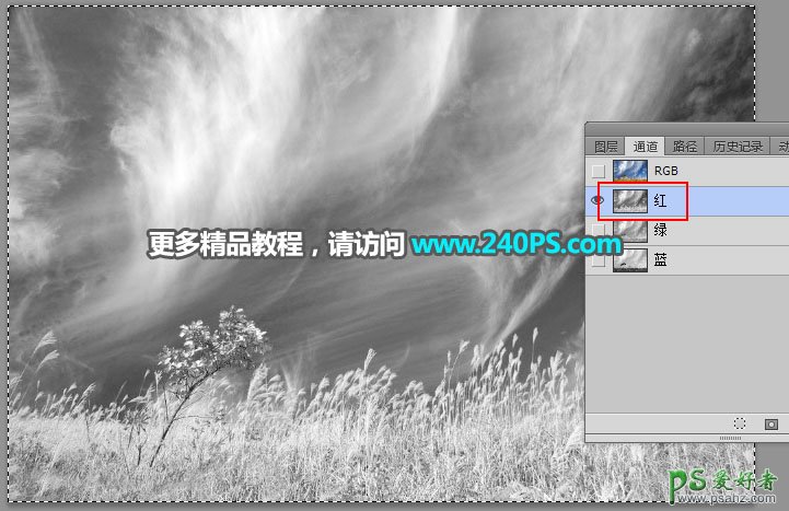 利用Photoshop通道工具给野外秋季芦苇草场风光照片进行抠图。
