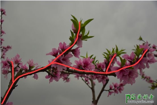 LR静物调色教程：学习给漂亮的桃花静物图片调出清新丰富的颜色。