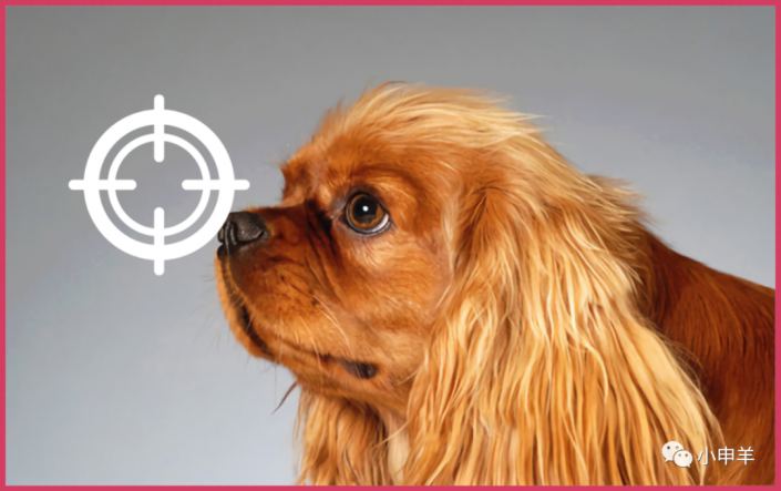 PS动物毛发抠图教程：给可爱的长毛狗狗素材图片进行抠图换背景