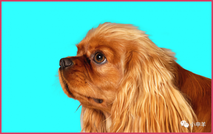 PS动物毛发抠图教程：给可爱的长毛狗狗素材图片进行抠图换背景