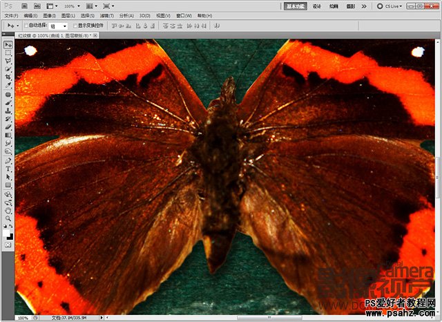 photoshop创意合成画框中的蝴蝶标本