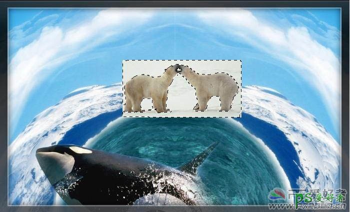 PS海报设计：用北极熊、虎鲸及地球素材合成出大气的海洋生态环境