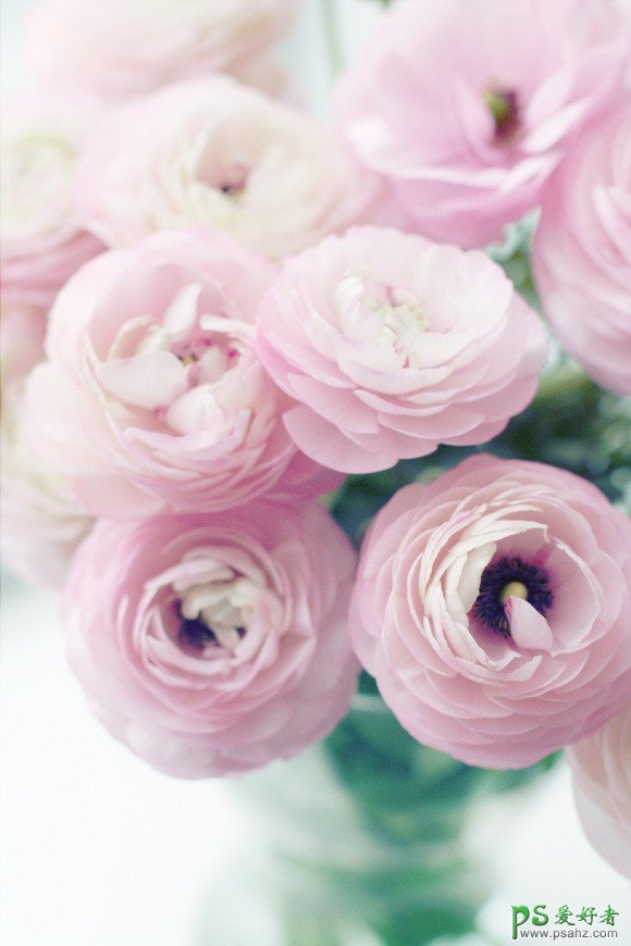 唯美娇艳花朵美图-粉色花朵唯美意境图片-逝去的光影在斑驳的岁月