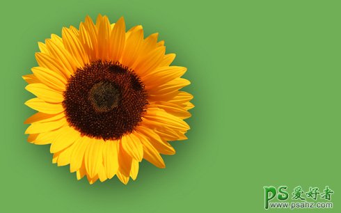 PS制作可爱的向日葵花桌面壁纸图片