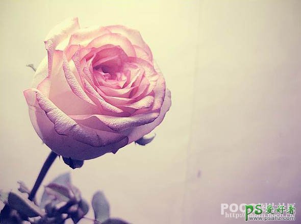 Photoshop给室内玫瑰花特写照片制作出温馨的暖色效果,玫瑰花图片