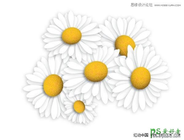 Illustrator绘制漂亮的白色雏菊失量图素材，手绘菊花图片素材