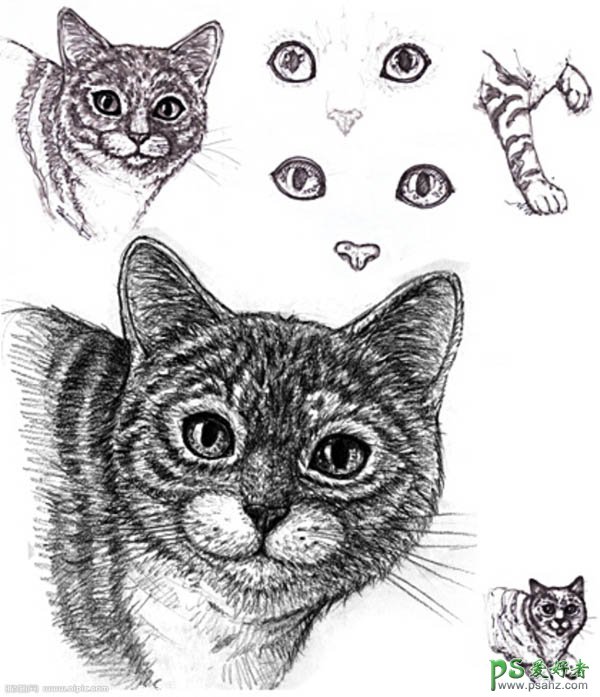 Photoshop鼠绘可爱逼真的猫咪头像，非常萌的小猫头像图片素材