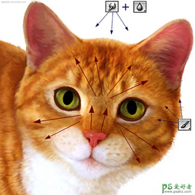 Photoshop鼠绘可爱逼真的猫咪头像，非常萌的小猫头像图片素材