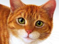 非常萌的小猫头像图片素材 Photoshop鼠绘可爱逼真的猫咪头像