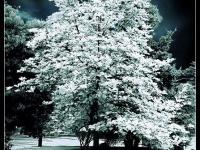 photoshop调出圣诞节气氛效果的雪花树