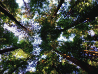 学习“树”滤镜如何使用及技巧 Adobe PhotoShop CC新功能