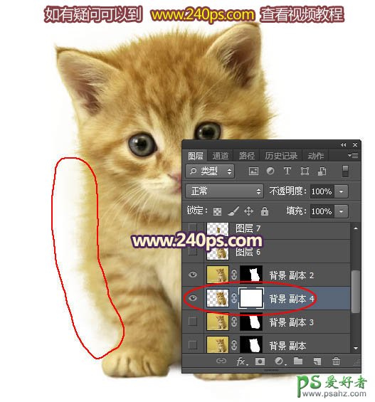 PS多毛动物抠图教程：利用调整边缘抠出多毛发可爱小猫素材图