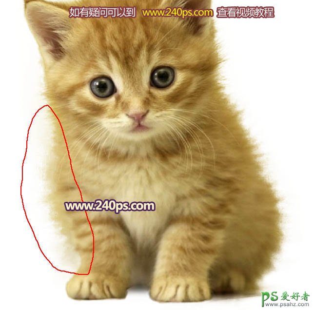 PS多毛动物抠图教程：利用调整边缘抠出多毛发可爱小猫素材图