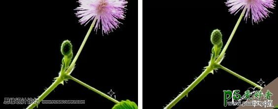 利用photoshop黑场命令给植物设计出超酷的光影效果