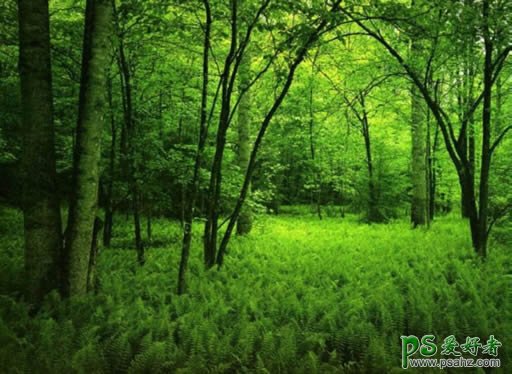 PS打造飘渺仙境般的梦幻绿色树林风景照