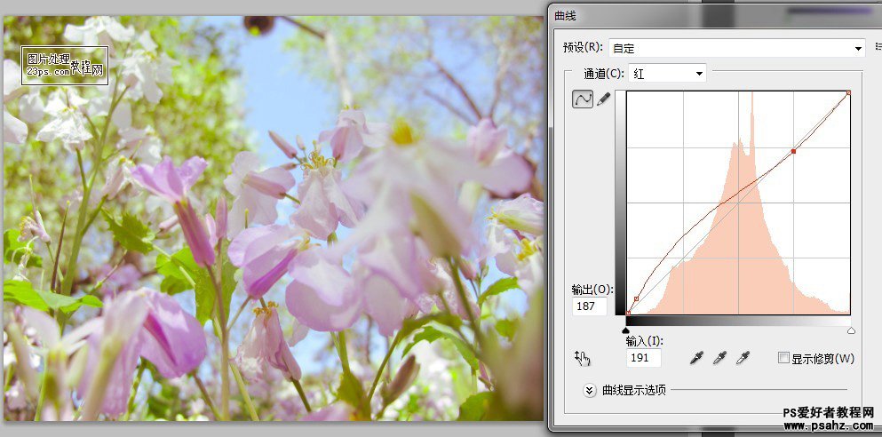 PS照片调色教程：给花朵图片调出清新淡雅的日系风格