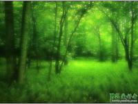 PS打造飘渺仙境般的梦幻绿色树林风景照