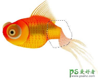 PS鼠绘教程：绘制逼真的金鱼，金鱼图片素材，金鱼失量图片素材