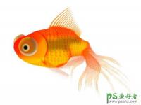 金鱼图片素材，金鱼失量图片素材 PS鼠绘教程 绘制逼真的金鱼