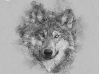 涂鸦素描野狼头像 Photoshop手工制作漂亮的铅笔画效果的狼头像