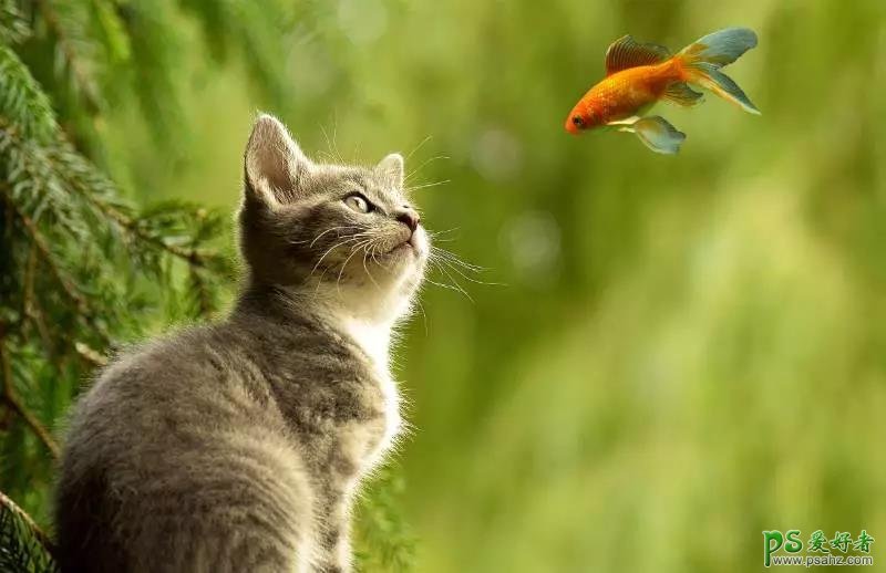 PS图像合成实例：创意打造可爱的小菊猫与飞舞的金鱼玩耍场景。