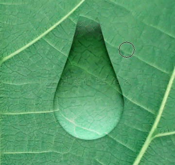 PS水滴效果制作：给树叶素材图片制作出高清逼真的水珠效果。