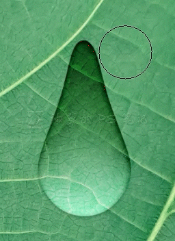PS水滴效果制作：给树叶素材图片制作出高清逼真的水珠效果。
