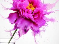 打造水花飞溅效果的粉红色牡丹花效果图 PS特效图片合成教程