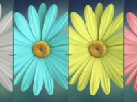 给白色的花朵素材图换成五颜六色的效果 PS图片换颜色教程