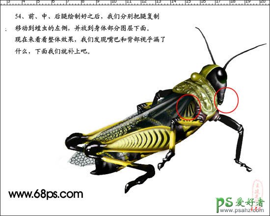 PS鼠绘教程：绘制超真实的蝗虫失量素材图片实例教程