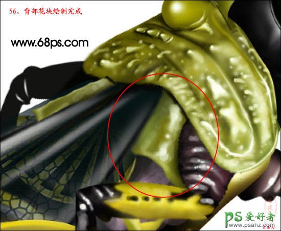 PS鼠绘教程：绘制超真实的蝗虫失量素材图片实例教程