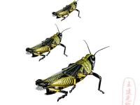 绘制超真实的蝗虫失量素材图片实例教程 PS鼠绘教程