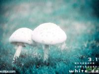 给一对漂亮的小蘑菇图片调出伤感的青色调 PS调色教程