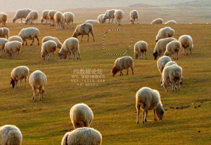 PS图片去杂物教程：用简单的方法在一张羊群图片中去除一只羊。