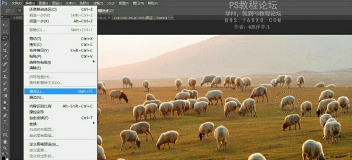 PS图片去杂物教程：用简单的方法在一张羊群图片中去除一只羊。